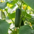 Produktbild: MINI-SALATGURKE ADRIAN SEHR ERTRAGREICHE PROFISORTE     20+ SAMEN.