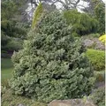 Produktbild: Silberzypresse Boulevard 20-25cm - Chamaecyparis pisifera