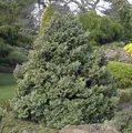Produktbild: Silberzypresse Boulevard 20-25cm - Chamaecyparis pisifera