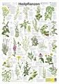 Produktbild: Heilpflanzen Poster deutsch DIN A1 59,4 x 84,1 cm