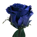 Produktbild: Infinity Rose Blau - haltbar 3 Jahre echte Rosen konserviert mit Stiel 45-50cm lang in Box - unendliche Rosen haltbar für Damen Geschenke mit blauen Augen und für blaue Blumenvase (Blau)