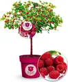 Produktbild: BALDUR Garten Himbeer-Baum Raspbeary® mit Stamm & Krone, 1 Pflanze, winterhart, mehrjährig, pflegeleicht, Rubus idaeus, Himbeere, essbare Früchte, Obst-Rarität