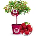 Produktbild: BALDUR Garten 1x Himbeer-Baum Raspbeary® mit Stamm & Krone, Pflanze im 4,6 Liter-Topf, winterhart, mehrjährig, pflegeleicht, Rubus idaeus, Himbee...