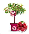 Produktbild: BALDUR Garten Himbeer-Baum Raspbeary® mit Stamm & Krone, 1 Pflanze, winterhart, mehrjährig, pflegeleicht, Rubus idaeus, Himbeere, essbare Früchte, Obst-Rarität