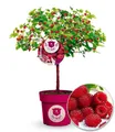 Produktbild: BALDUR Garten Obstpflanze Himbeer-Baum Raspbeary® Himbeere mit Stamm & Krone, 1 St., Neuzüchtung, winterhart, mehrjährig, pflegeleicht