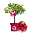 Produktbild: Himbeer-Baum Raspbeary® mit Stamm & Krone,1 Pflanze