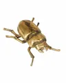 Produktbild: Horror-Shop Hängedekoration Goldenes Hirschkäfer Weibchen als Wandschmuck 24 c
