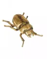 Produktbild: Goldenes Hirschkäfer Weibchen als Wandschmuck 24 cm