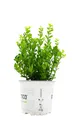 Produktbild: Ilex crenata 'Robustico', Japanische Stechpalme, immergrün, 20–25 cm