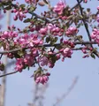 Produktbild: Zierapfel Dark Rosaleen 60-80cm - Malus Hybride
