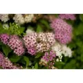 Produktbild: Spiraea Japonica Shirobana Japanische Spiere Mehrfarbig 20–30 cm