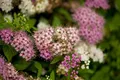 Produktbild: Spiraea japonica 'Shirobana' 20–30 cm – Winterhart, Mehrjährig, Pflegeleicht – Japanische Spiere – Zierstrauch für Beet & Garten