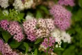 Produktbild: Spiraea japonica 'Shirobana', Japanische Spiere, mehrfarbig, 20–30 cm