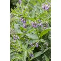 Produktbild: Symphytum Officinale Echter Beinwell Ca. 11x11 cm Topf