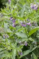 Produktbild: Symphytum officinale 11x11 cm Topf – Winterhart, Mehrjährig, Pflegeleicht – Beinwell – Bienenweide für Naturgarten & Beet