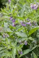 Produktbild: Pflanzen für Dich Staude Symphytum officinale, 1 St., Beinwell, Gemeiner Beinwell, Wallwurz