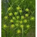 Produktbild: Fenchel - Foeniculum vulgare