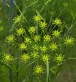 Produktbild: Fenchel - Foeniculum vulgare
