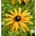 Produktbild: Gewöhnliche Sonnenhut - Rudbeckia fulgida
