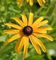 Produktbild: Gewöhnliche Sonnenhut - Rudbeckia fulgida