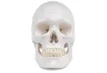 Produktbild: Cranstein Scientific Dekoobjekt Schädel Anatomie Modell lebensgroß 3 teilig Zähne in Elfenbeinfarbe