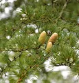 Produktbild: Libanon-Zeder 60-80cm - Cedrus libani - lebende Gartenpflanze aus den Baumschulen