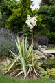 Produktbild: Pflanzen für Dich Staude Yucca filamentosa Color Guard, 1 St., Fädige Palmlilie, Garten-Yucca