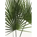 Produktbild: Komar Wandbild Palmtree Leaves 30 x 40 cm