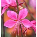 Produktbild: Prachtkerze Gambit Pink - Gaura,indheimeri