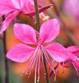 Produktbild: Prachtkerze Gambit Pink - Gaura lindheimeri - lebende Gartenpflanze aus den Baumschulen
