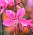 Produktbild: Prachtkerze Gambit Pink - Gaura lindheimeri