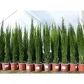 Produktbild: 1 x Mittelmeerzypresse Cupressus Sempervirens Totem 100 - 120 cm Toskana Zypresse