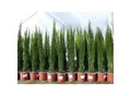 Produktbild: 1 x Mittelmeerzypresse Cupressus Sempervirens Totem 100 - 120 cm Toskana Zypresse