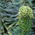 Produktbild: Palisaden Wolfsmilch Black Pearl - Euphorbia characias