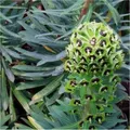 Produktbild: Palisaden Wolfsmilch Black Pearl - Euphorbia characias
