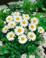 Produktbild: Aster alpinus 'Albus' 9 cm Topf – Winterhart, Mehrjährig, Pflegeleicht – Alpenaster – Staude für Steingarten & Beet