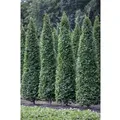 Produktbild: Carpinus Betulus Fastigiata Hainbuche Säulenförmig 150–175 cm