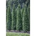 Produktbild: Sonstige - Carpinus Betulus 'fastigiata' C 12 150-175