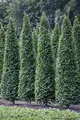 Produktbild: Carpinus betulus 'Fastigiata' 150–175 cm – Winterhart & Mehrjährig & Pflegeleicht – Säulen-Hainbuche – Heckenpflanze für Garten & Sichtschutz