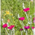 Produktbild: Kranz Lichnelke Atrosanguinea - Lychnis coronaria