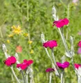Produktbild: Kranz Lichnelke Atrosanguinea - Lychnis coronaria