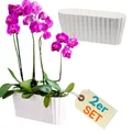 Produktbild: 2x Orchideentopf Kunstoff Elegant Orchideen Über Pflanz Topf Innen groß weiß