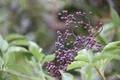 Produktbild: Pflanzen für Dich Gehölze Sambucus nigra, 1 St., Schwarzer Holunder, Holunder, Fliederbeerbusch