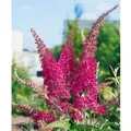 Produktbild: Buddleja Davidii Schmetterlingsstrauch Summer Beauty 80-100 cm