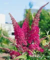 Produktbild: Pflanzen für Dich Gehölze Buddleja davidii Summer Beauty, 1 St., Schmetterlingsflieder, Sommerflieder