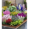 Produktbild: BALDUR Garten 12er Set Buntes Staudenbeet 'Multi-Colour', Pflanzen im 7x7 cm-Topf, Staudengarten, Stauden-Sortiment, Rittersporn, Schleierkraut, Ph...
