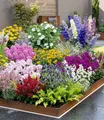 Produktbild: BALDUR Garten 12er Set Buntes Staudenbeet 'Multi-Colour', Pflanzen im 7x7 cm-Topf, Staudengarten, Stauden-Sortiment, Rittersporn, Schleierkraut, Phlox, Sonnenhut, Prachtscharte, Astilbe, etc.