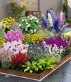 Produktbild: BALDUR Garten Beetpflanze 12er Buntes Staudenbeet 'Multi-Colour', 12 St., wuchsfreudig, winterhart, mehrjährig, pflegeleicht