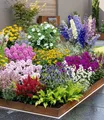 Produktbild: Buntes Staudenbeet 'Multi-Colour', Staudengarten
