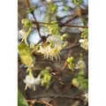 Produktbild: Lonicera Purpusii Wintergeißblatt Cremeweiß 100–125 cm